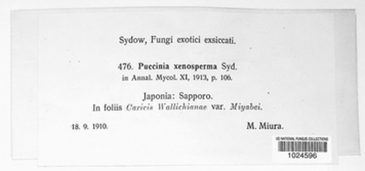Puccinia xenosperma image